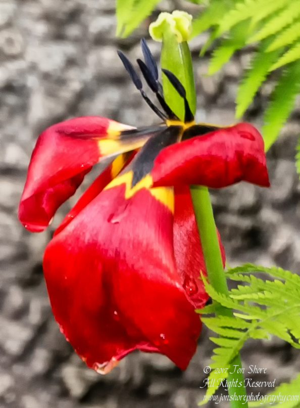 Tulip Riga Latvia Spring 2017. Nikkor 300mm