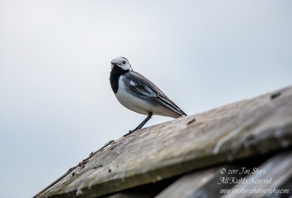 Wagtail Kemeri National Park Latvia Spring 2017. Tamron 600mm