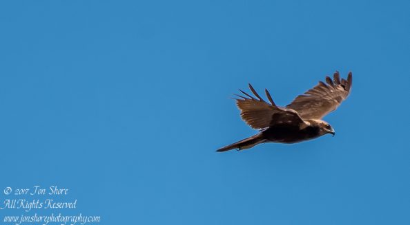 Western Marsh Harrier Kemeri National Park Latvia Spring 2017. Tamron 600mm