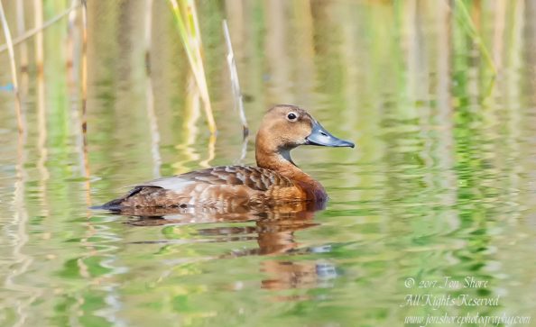 Pochard duck Kemeri National Park Latvia Spring 2017. Tamron 600mm
