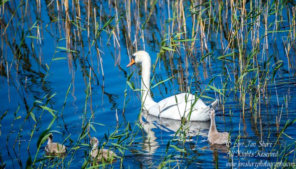 Swans Kemeri National Park Latvia. Tamron 600mm