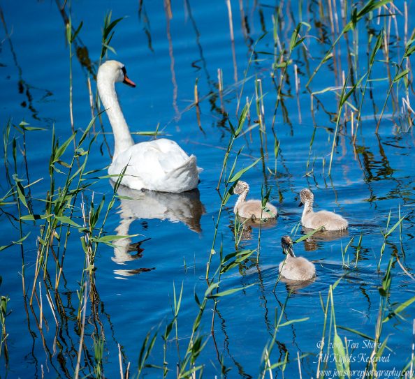 Swans Kemeri National Park Latvia. Tamron 600mm