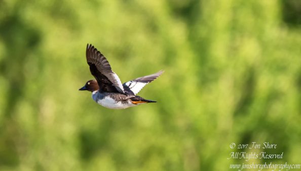 Tufted duck Kemeri National Park Latvia Spring 2017. Tamron 600mm