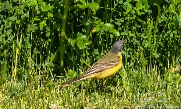 Yellow Wagtail Riga Latvia Spring 2017. Nikkor 300mm