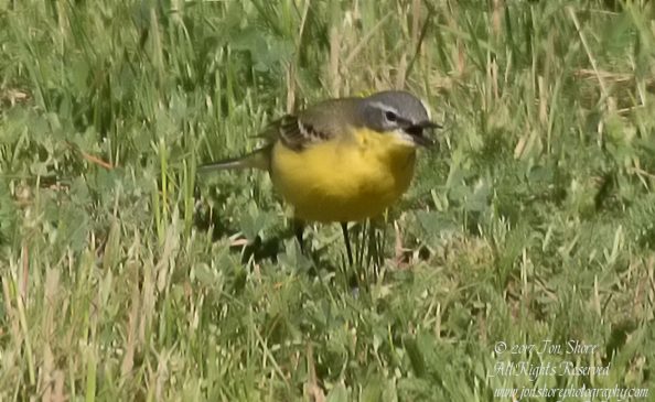 Yellow Wagtail Riga Latvia Spring 2017. Nikkor 300mm