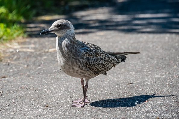 Baby seagull Latvia July 2017