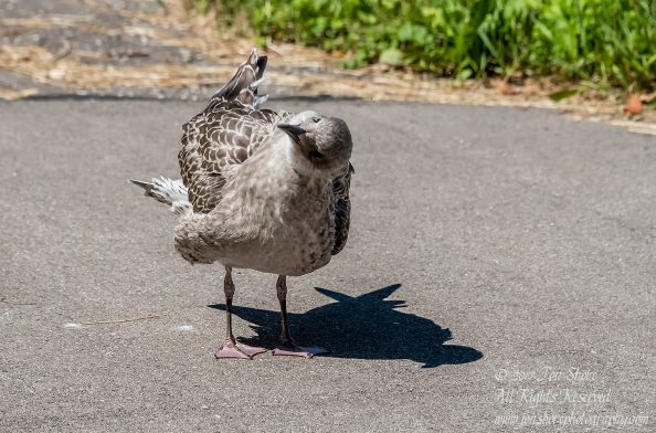 Baby seagull Latvia July 2017