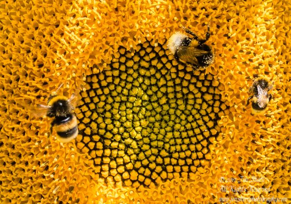 Bees in a sunflower Latvia