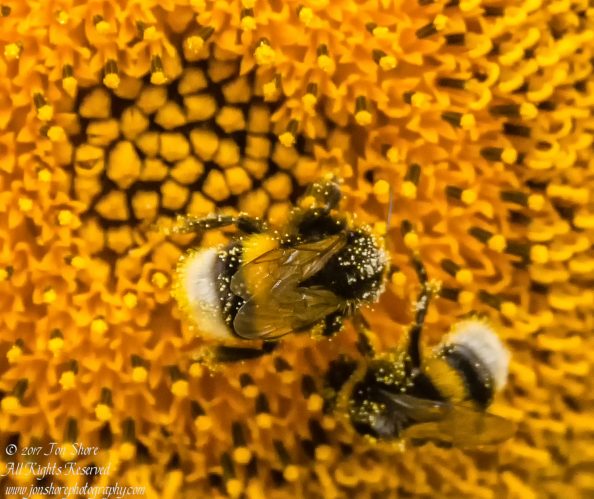 Bees in a sunflower Latvia