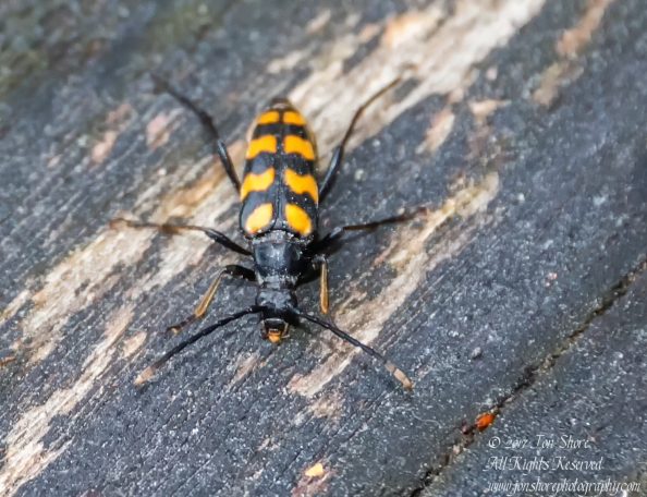 Beetle Tuja Latvia