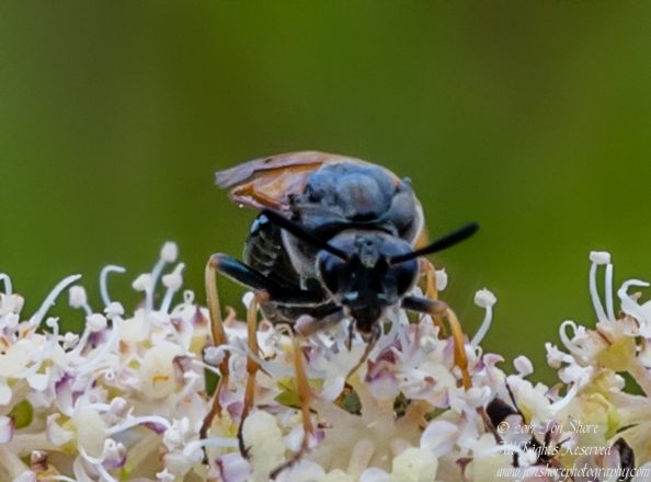 Bug Kemeri National Park Latvia