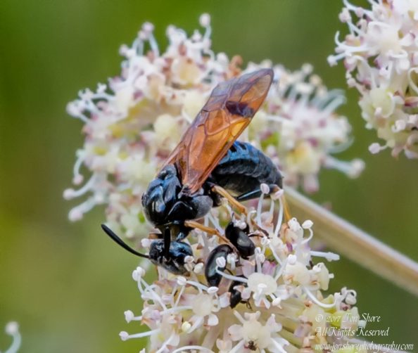 Bug Kemeri National Park Latvia