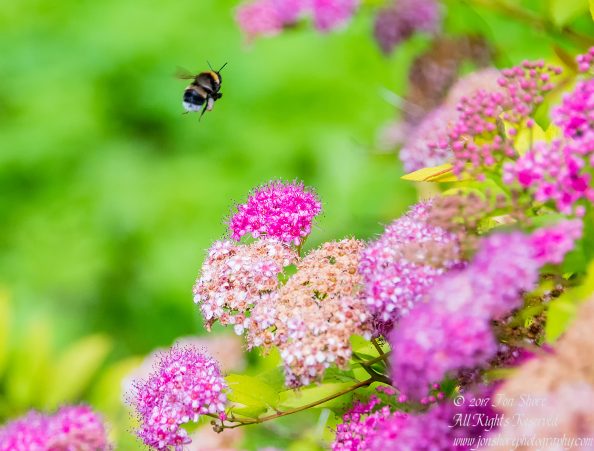 Bumble Bee and flowers Latvia