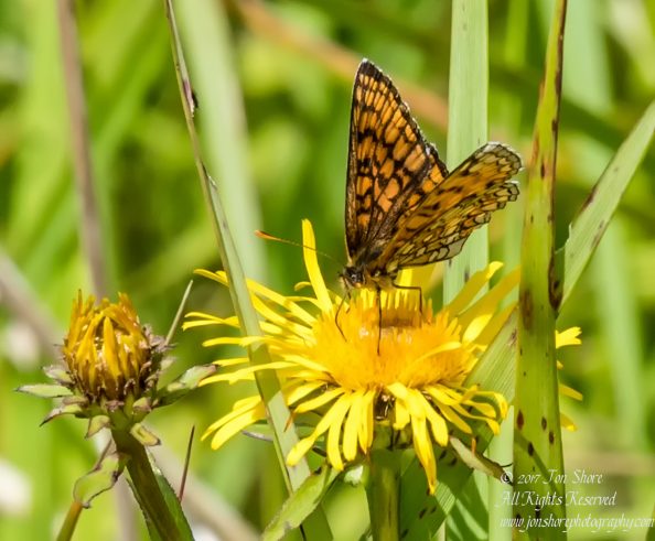 Butterfly on flower Latvia July 2017