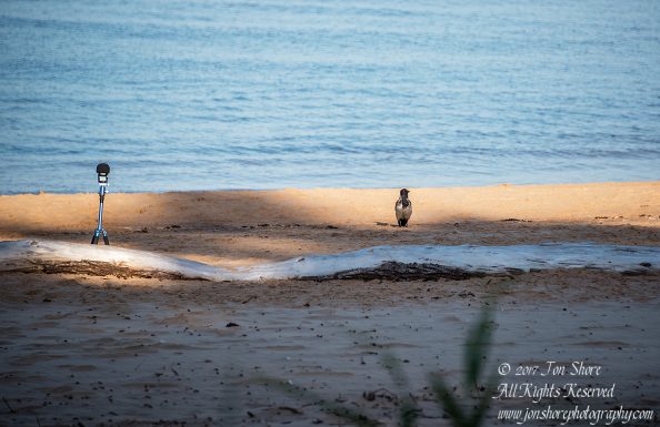 Crow waiting for audition Tuja Latvia