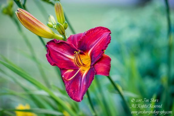 Flower Latvia July 2017