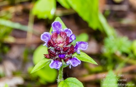 Wildflower, Tuja Latvia