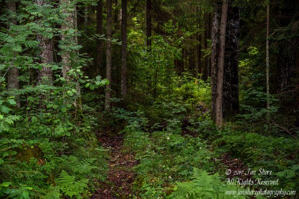 Forest Tuja Latvia