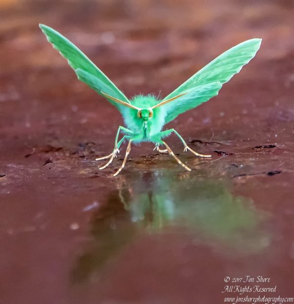 Green Butterfly Riga Latvia