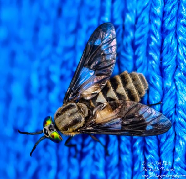 Horsefly macro Kemeri National Park Latvia