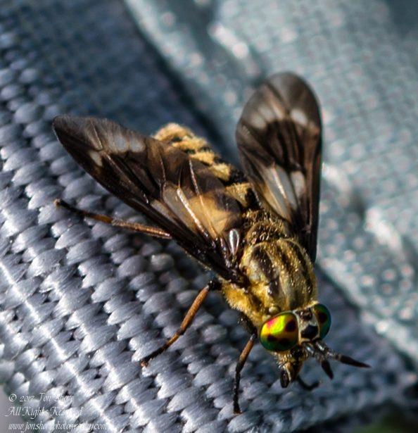Horsefly macro Kemeri National Park Latvia