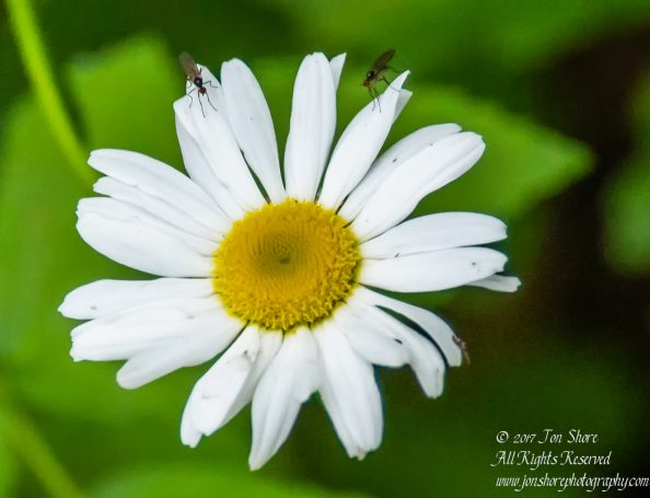 Mosquitos on daisy Latvia