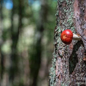 Mushroom in a Tree