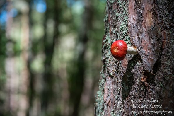 Mushroom in a Tree