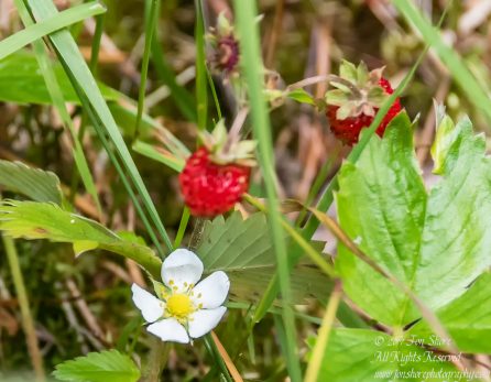 Wild strawberry blossom