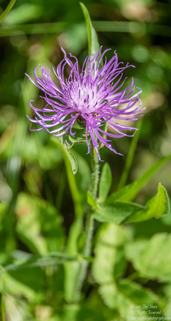 Wildflower Latvia July 2017