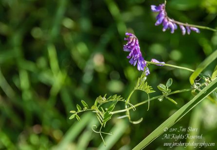 Wildflower Latvia July 2017