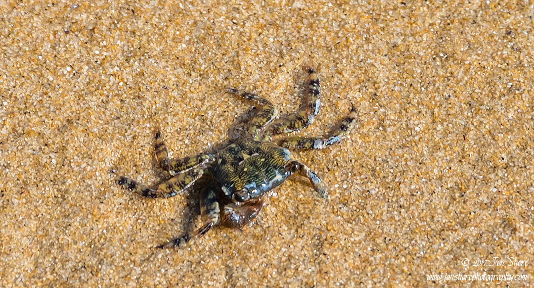 Crab Italy