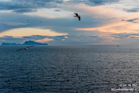 Seagull Naples Italy