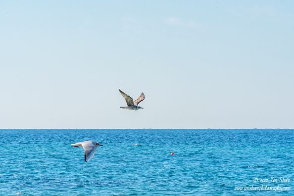 Seagulls Italy November 2017