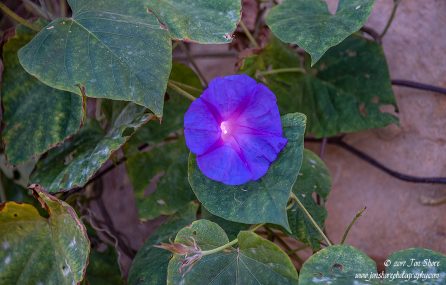 Flower Cilento Italy