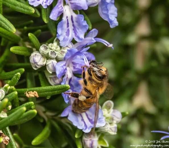 Bee Cilento Italy January 2018