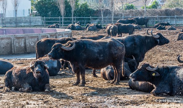 Buffalo Cilento Italy January 2018