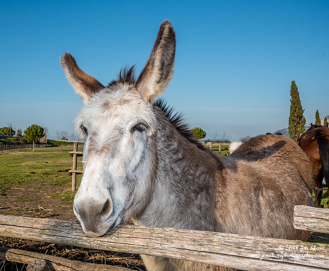 Donkey Cilento Italy January 2018