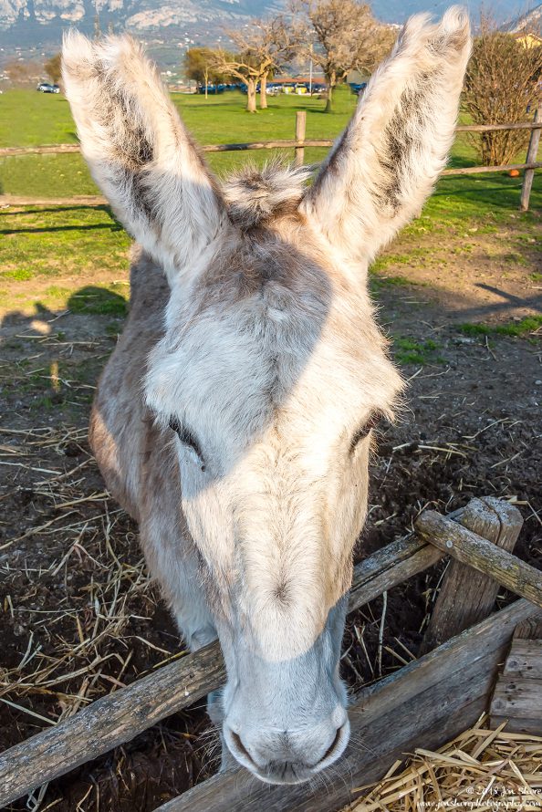 Donkey Cilento Italy January 2018