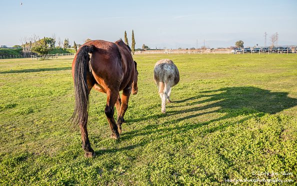 Donkey Horse Cilento Italy