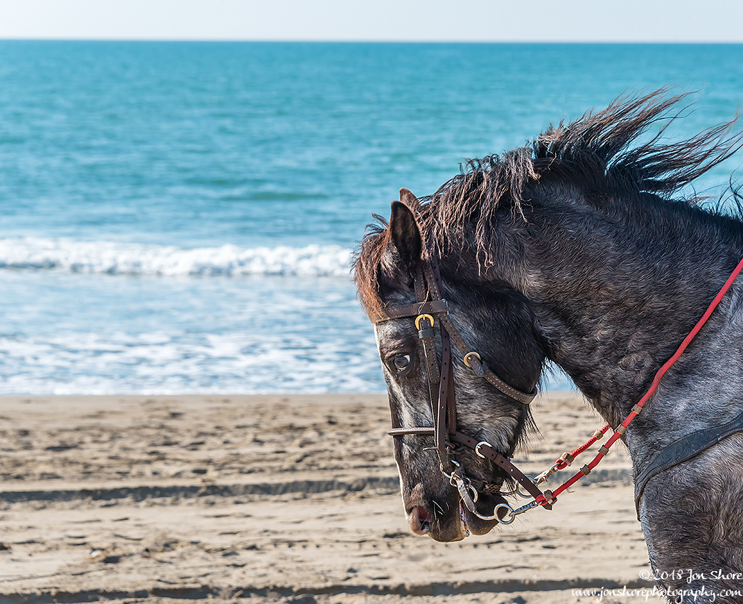 Horse on Beach Cilento Italy January 2018