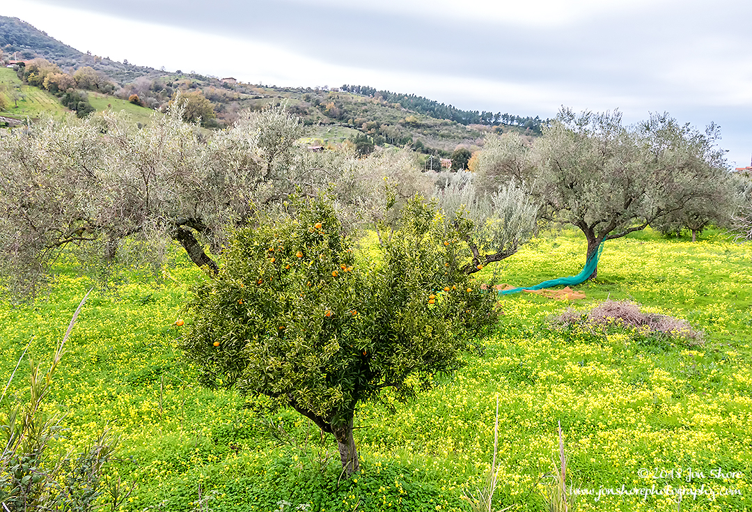 Orange tree in olive grove Agropoli Italy February 2018