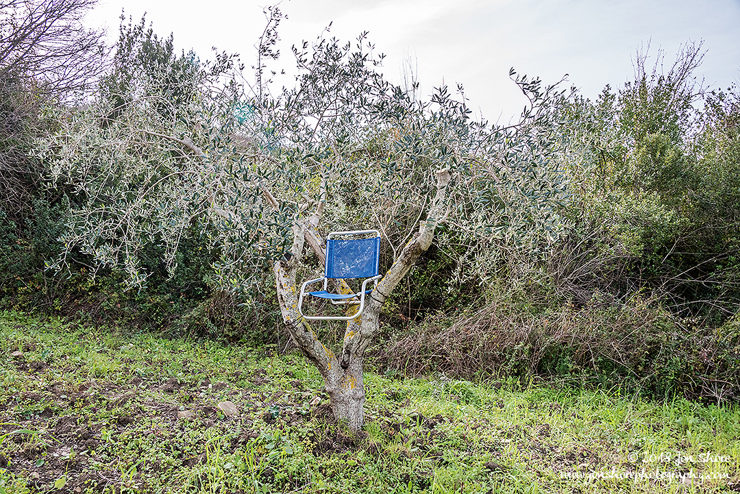 Chair in Olive Tree Agropoli Italy March 2018