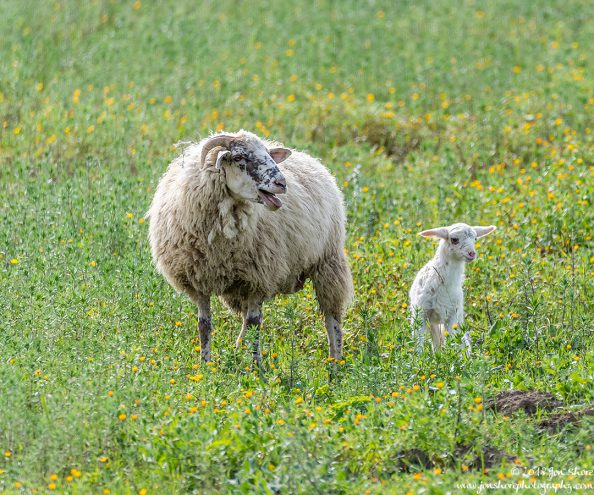 Agropoli Sheep Italy March 2018