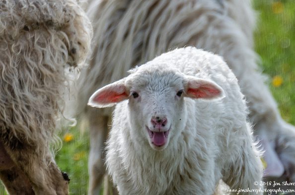Agropoli Sheep Italy March 2018