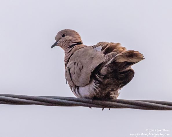 Dove San Marco di Castellabate Italy