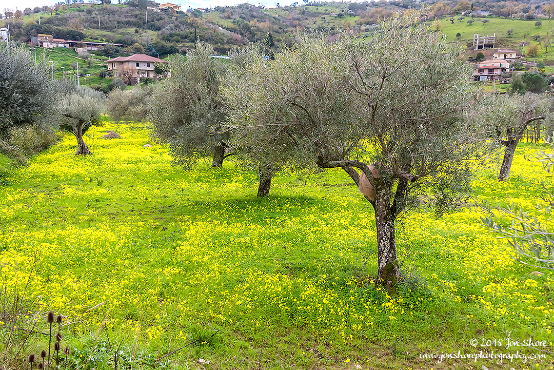 Olive grove Agropoli Italy February 2018