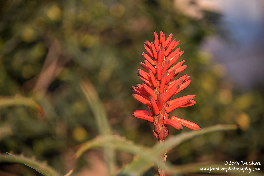 Red flower San Marco Di Castellabate Italy February 2018