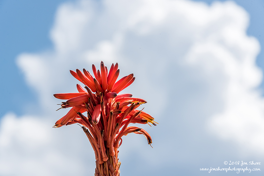 Aloe Vera Flower Castellabate Cilento Italy