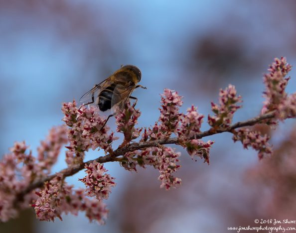 Bee Macro Spring at San Marco di Castellabate Italy